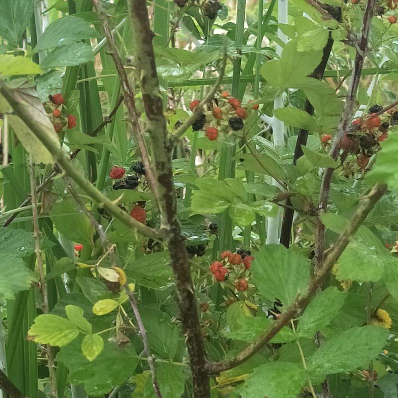 野生树莓苗，掌叶覆盆子苗，自然生长无化肥农药污染，多年生