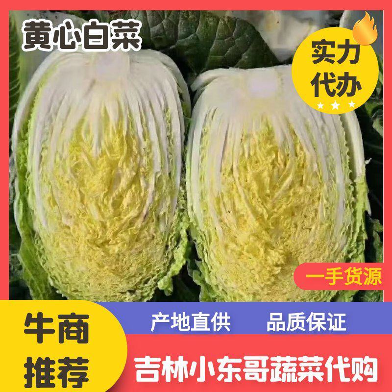 【牛商推荐】吉林优质黄心白菜大量上市欢迎采购耐运输