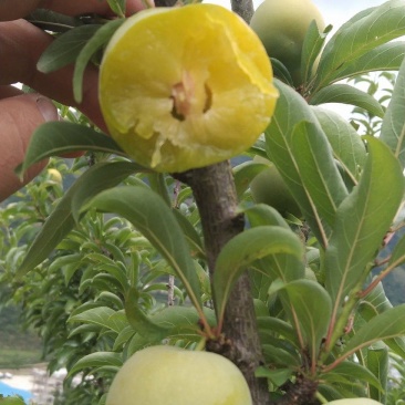 青脆李