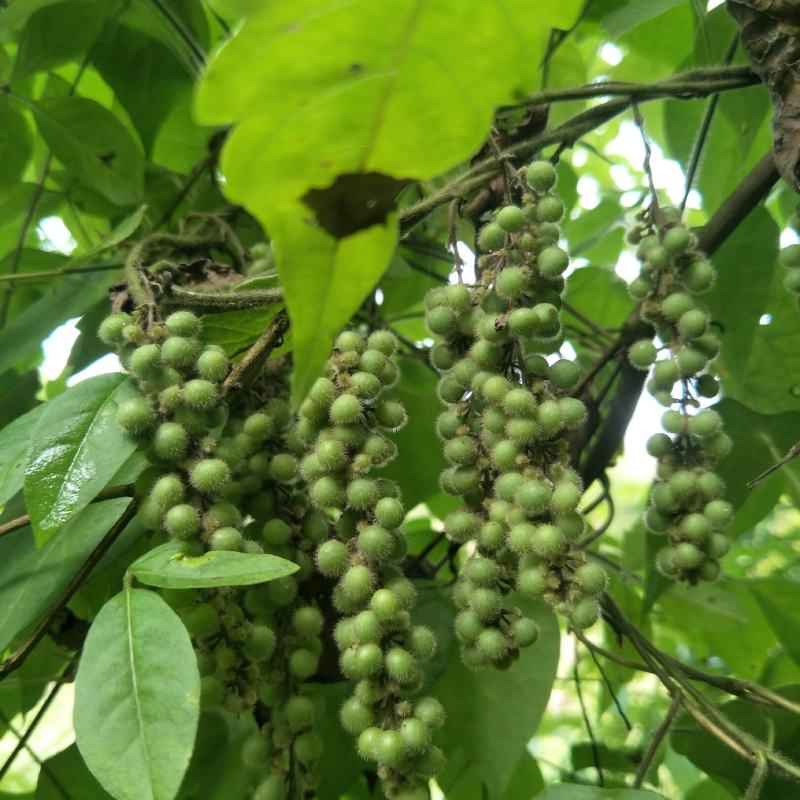 野生木防己，果实成串叶背及茎上长细绒毛，多年生，绿化盆栽