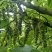 野生木防己，果实成串叶背及茎上长细绒毛，多年生，绿化盆栽