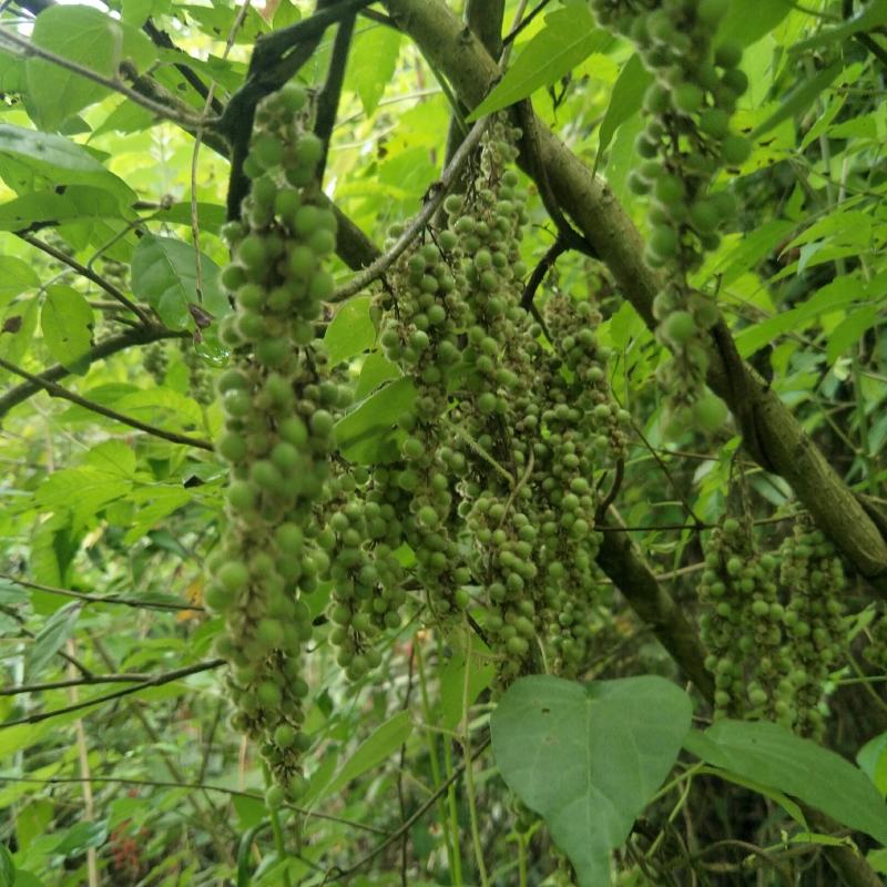 野生木防己，果实成串叶背及茎上长细绒毛，多年生，绿化盆栽