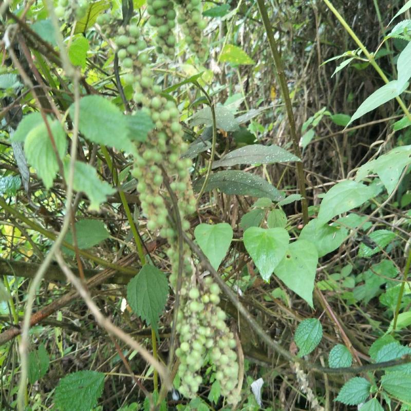野生木防己，果实成串叶背及茎上长细绒毛，多年生，绿化盆栽