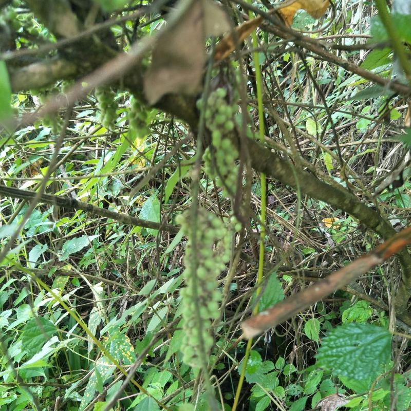 野生木防己，果实成串叶背及茎上长细绒毛，多年生，绿化盆栽