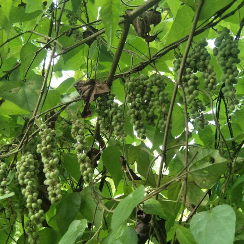 野生木防己，果实成串叶背及茎上长细绒毛，多年生，绿化盆栽
