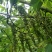 野生木防己，果实成串叶背及茎上长细绒毛，多年生，绿化盆栽