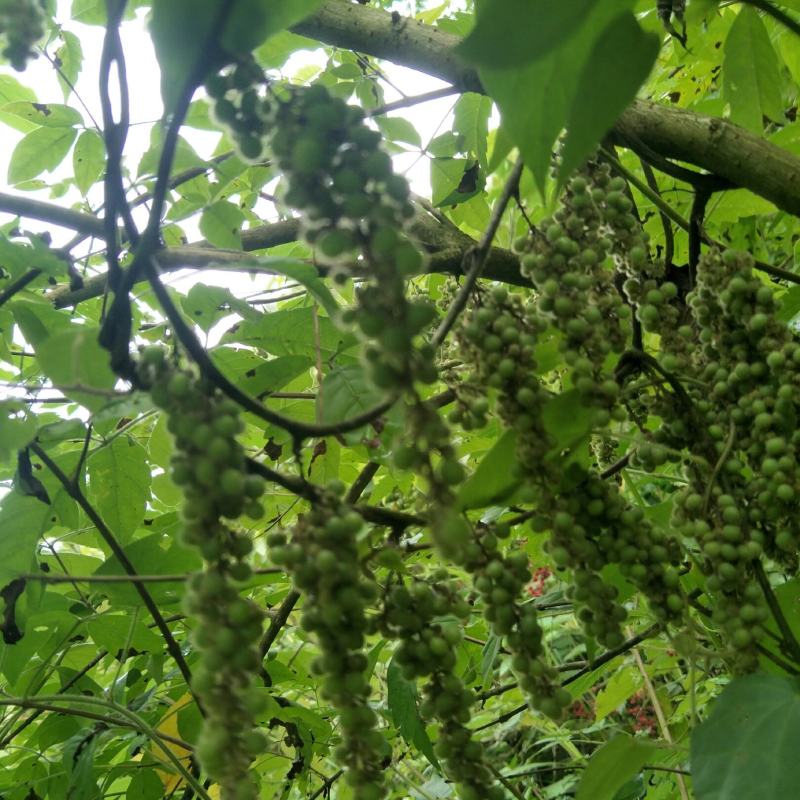野生木防己，果实成串叶背及茎上长细绒毛，多年生，绿化盆栽