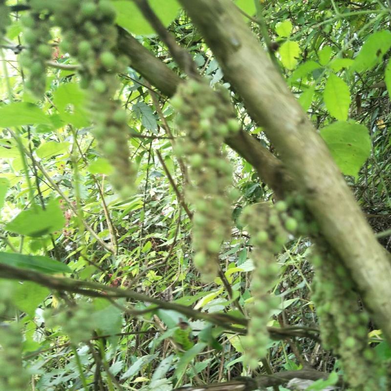 野生木防己，果实成串叶背及茎上长细绒毛，多年生，绿化盆栽