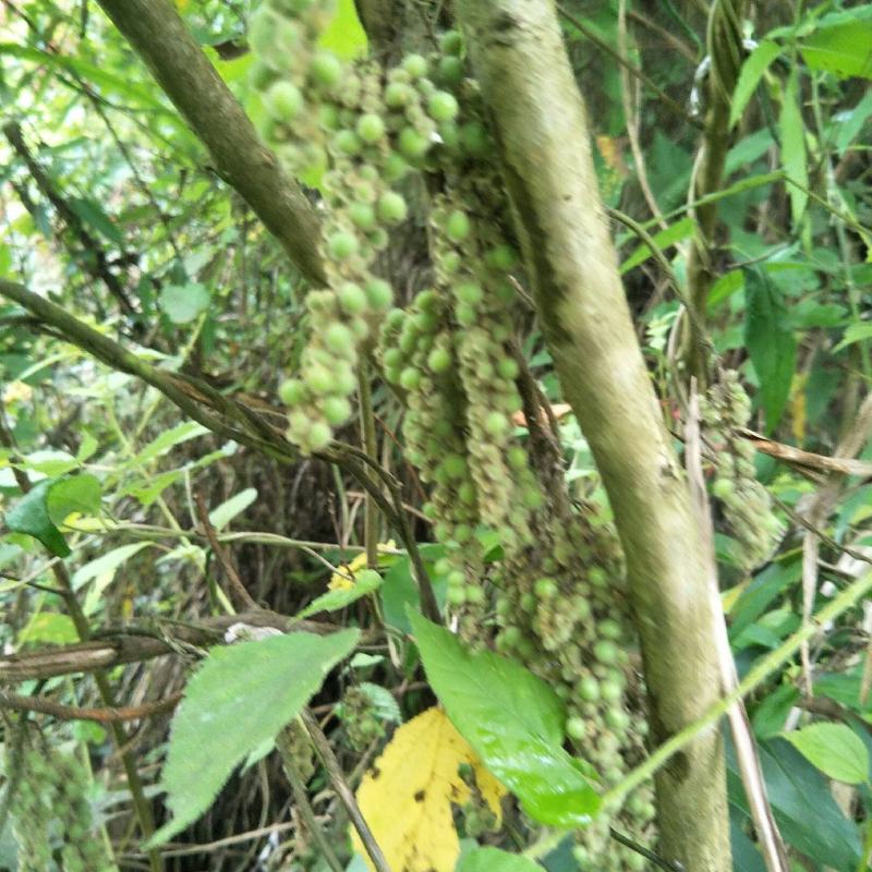 野生木防己，果实成串叶背及茎上长细绒毛，多年生，绿化盆栽