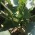 水果苤蓝