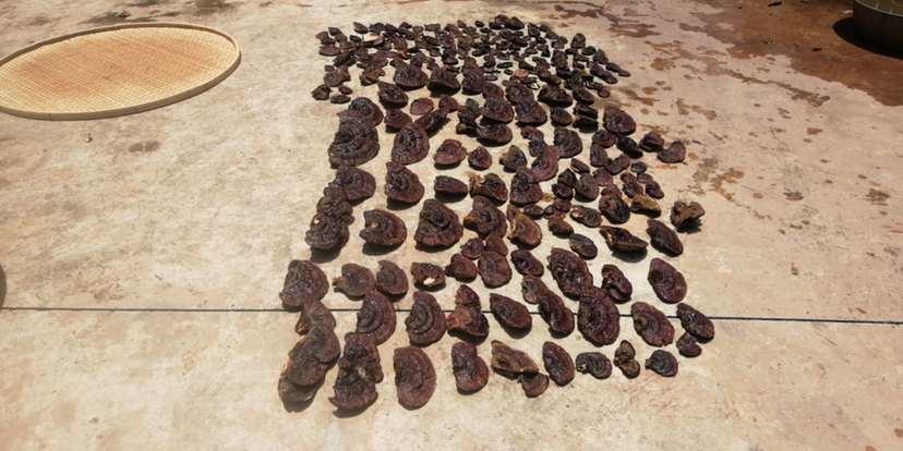 新鲜赤灵芝在阳光下自然晾晒 赤灵芝在阳光下晾晒