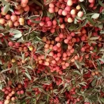 卖荔枝广东茂名，白糖婴，妃子笑，白腊，黑叶荔枝已大量上市