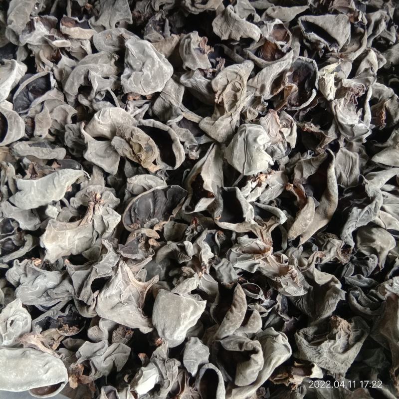 头茬椴木春耳筛选货大.中片批发