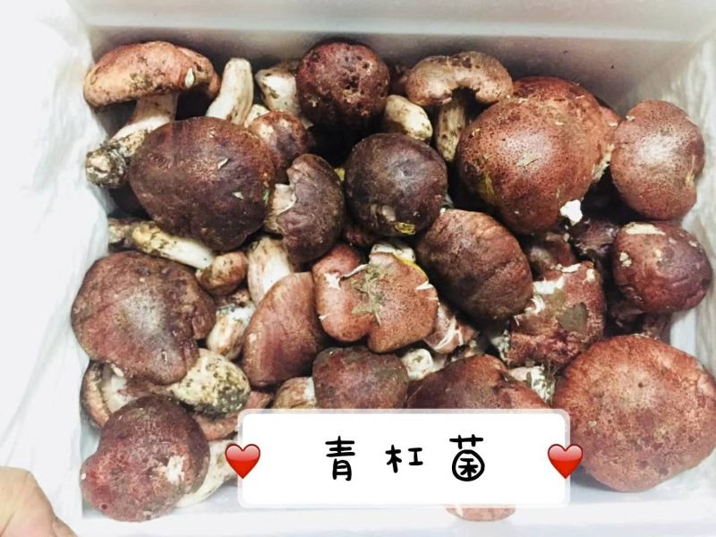 高原青岗菌冻货