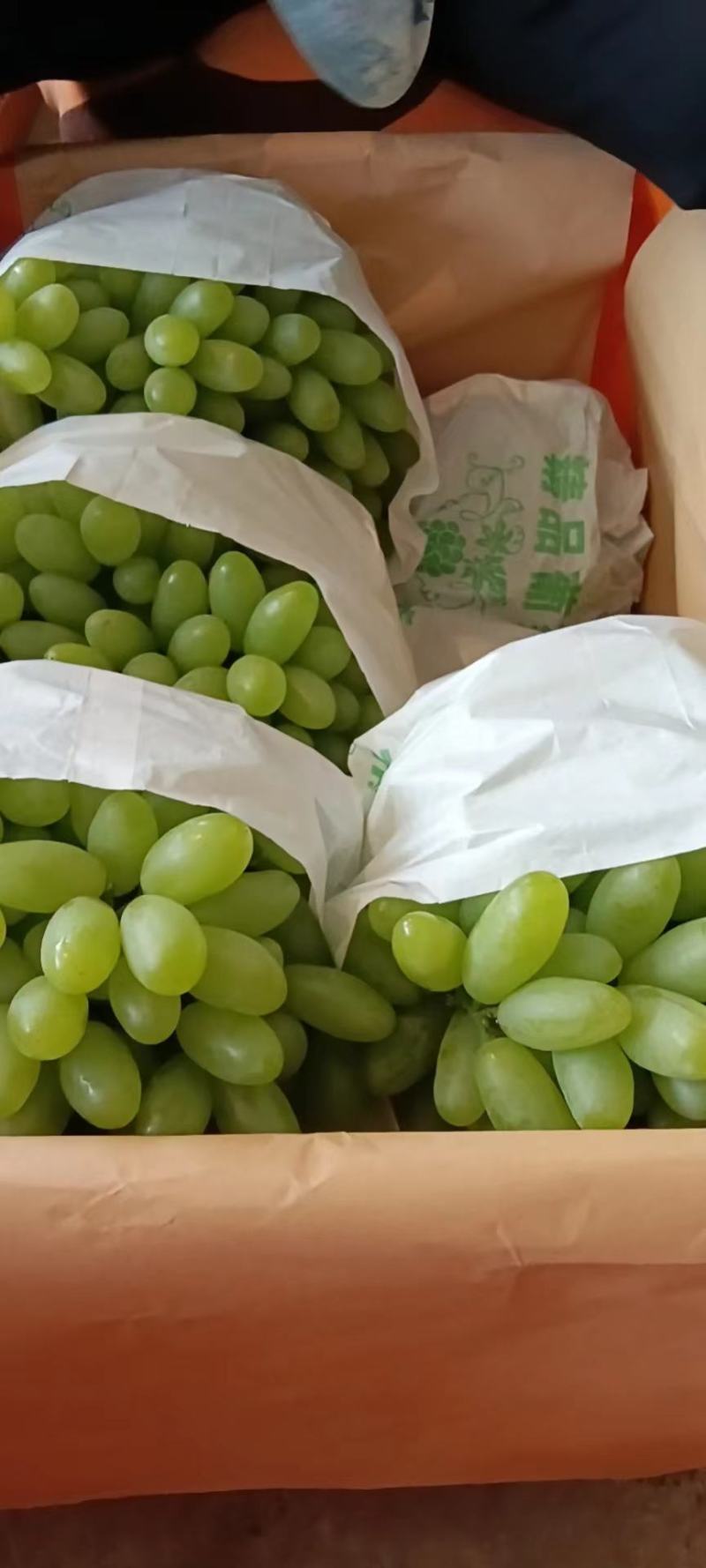 青提葡萄