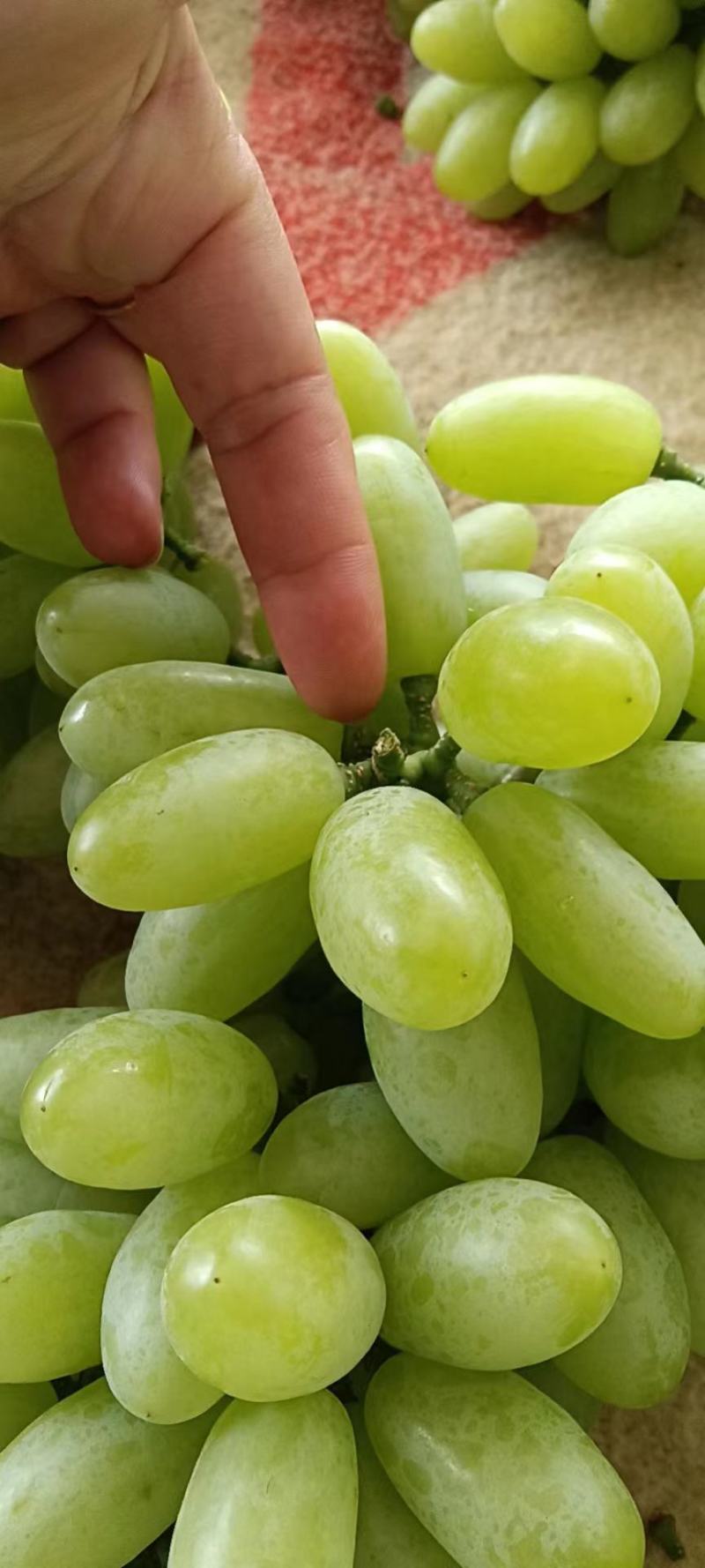 青提葡萄