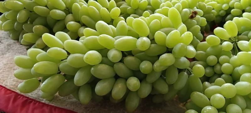 青提葡萄