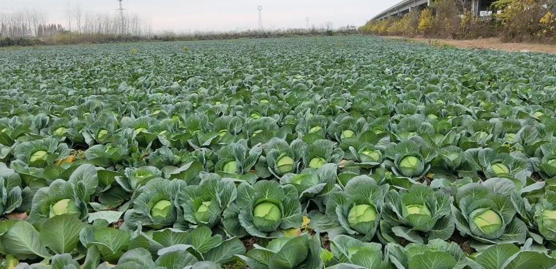 包菜平包菜大量供应、质量保证、支持各种包装、欢迎采购。