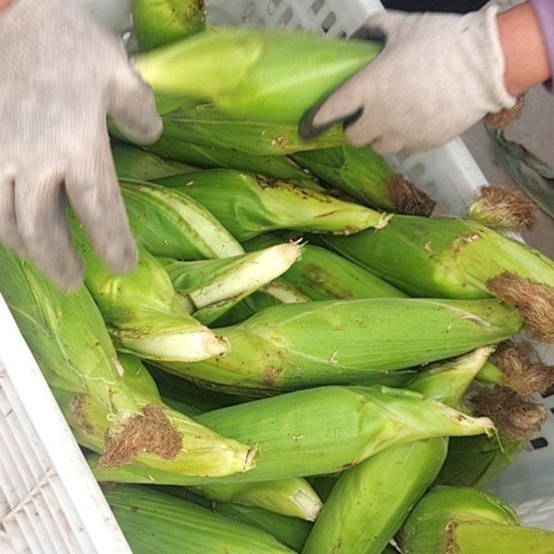 大量供应市场糯玉米