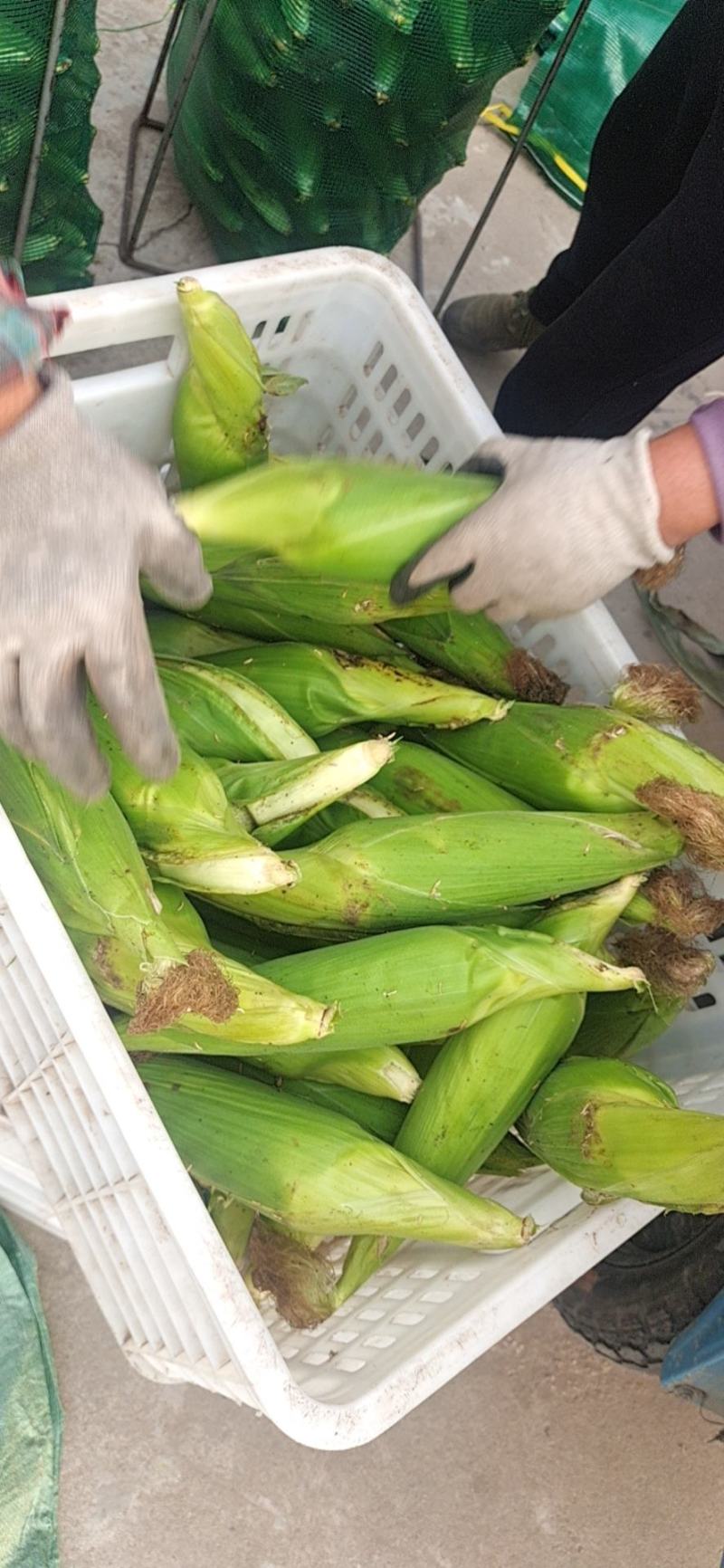大量供应市场糯玉米