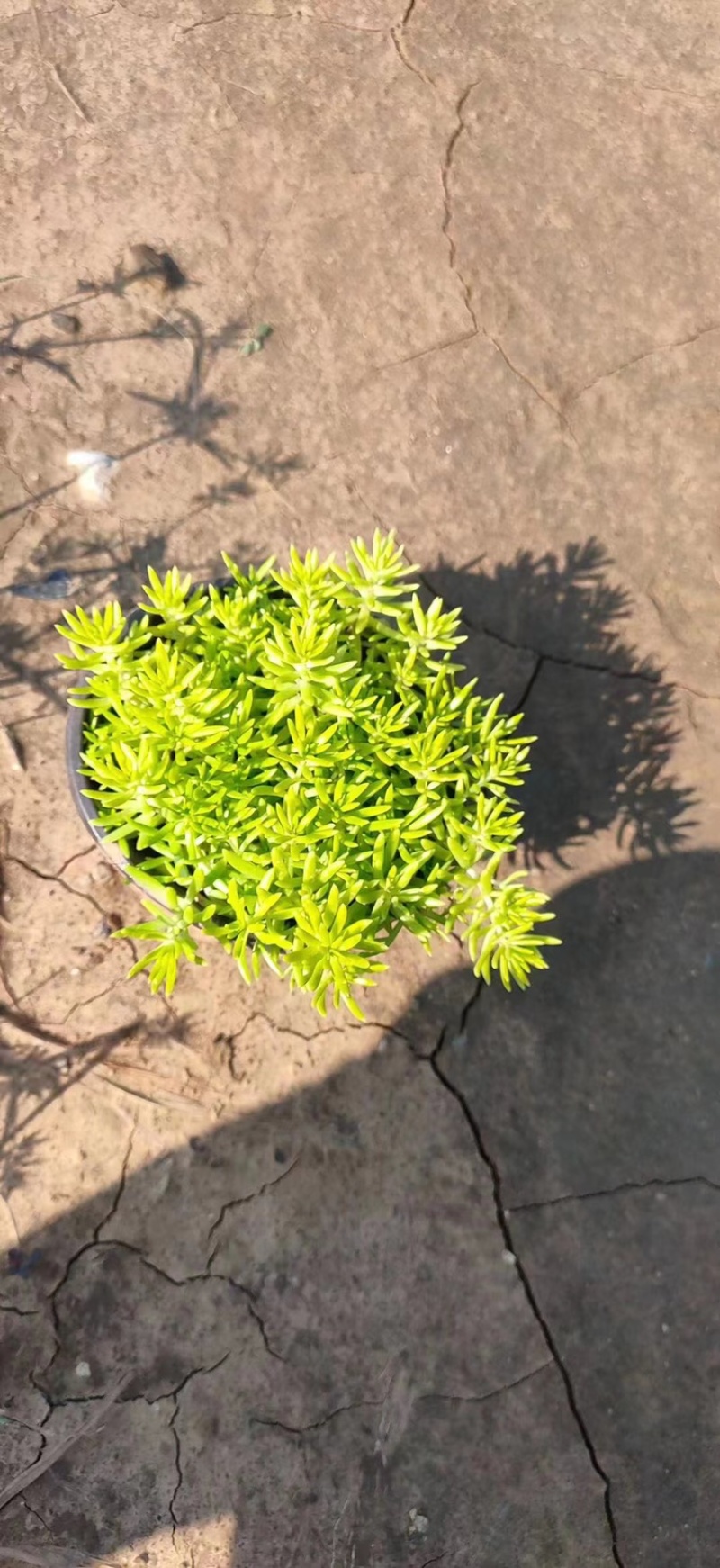佛甲草