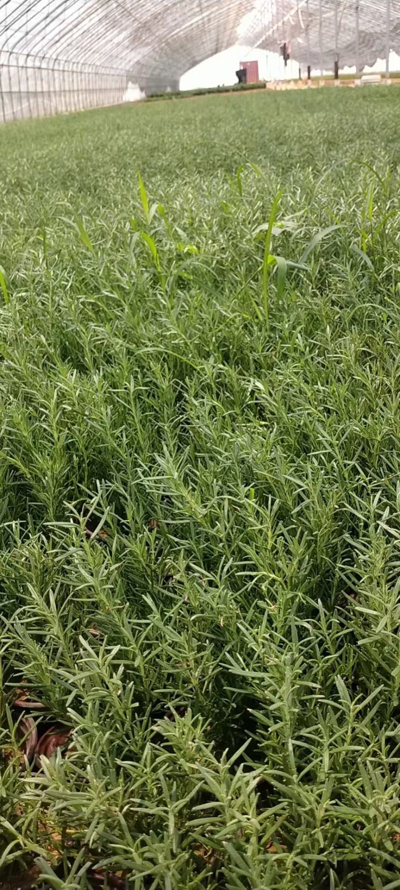 出售优质:双色盆达丽尔福禄考，大盆大花福禄考，双色盆芝