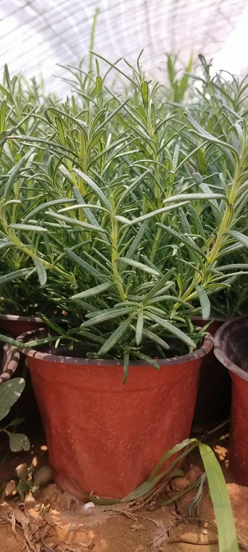 出售优质:双色盆达丽尔福禄考，大盆大花福禄考，双色盆芝