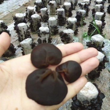 陕南头茬黑木耳批发