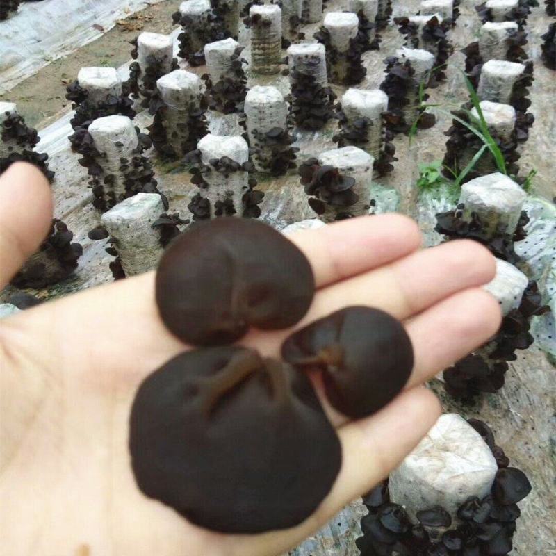 陕南头茬黑木耳批发