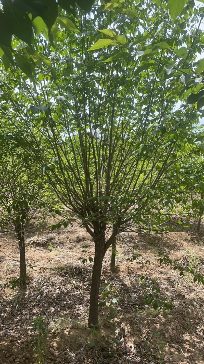 丛生紫丁香高度1米2米3米规格齐全质量保证
