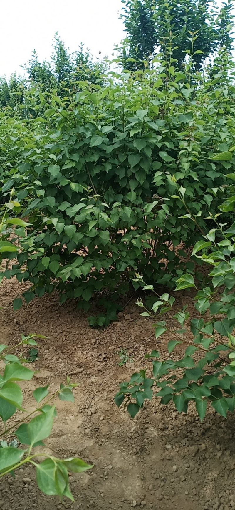 丛生紫丁香高度1米2米3米规格齐全质量保证