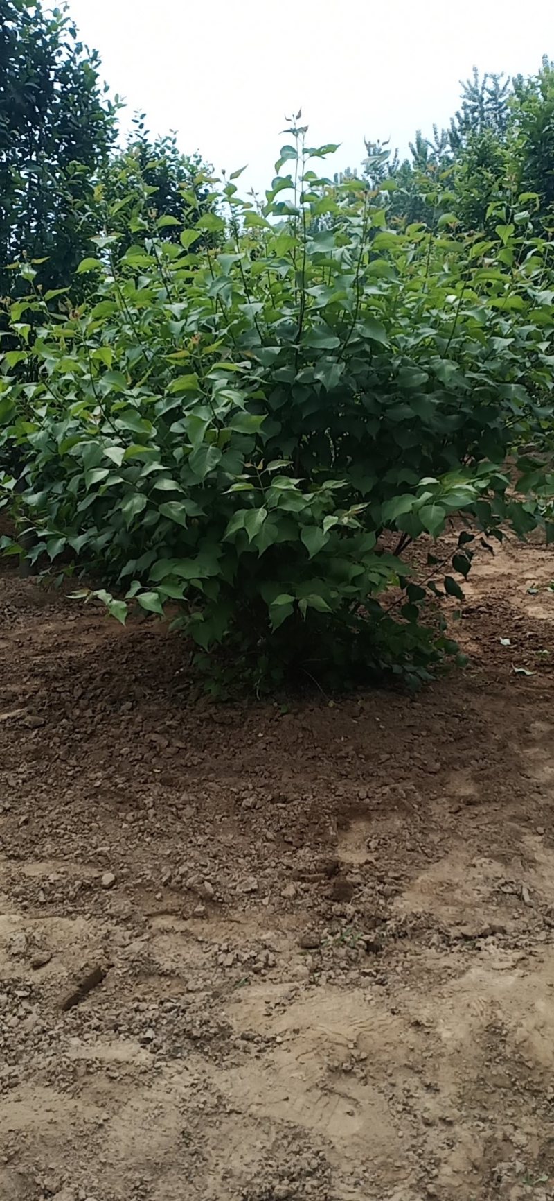 丛生紫丁香高度1米2米3米规格齐全质量保证