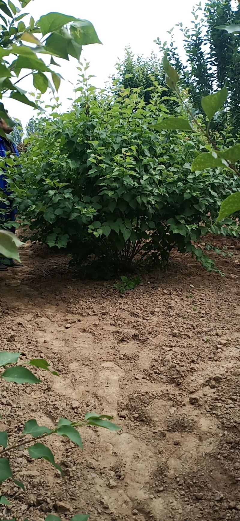丛生紫丁香高度1米2米3米规格齐全质量保证