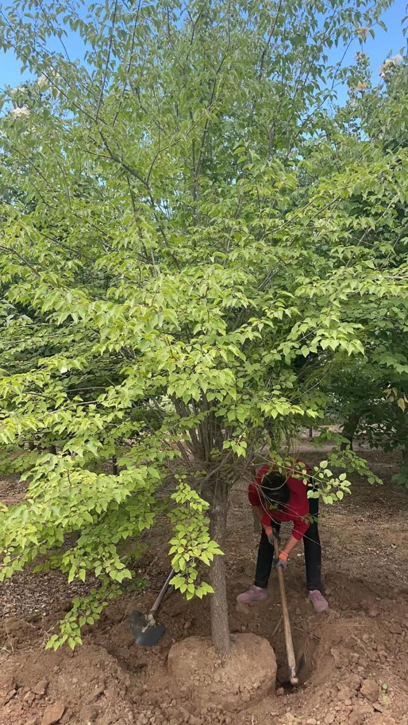 丛生紫丁香高度1米2米3米规格齐全质量保证