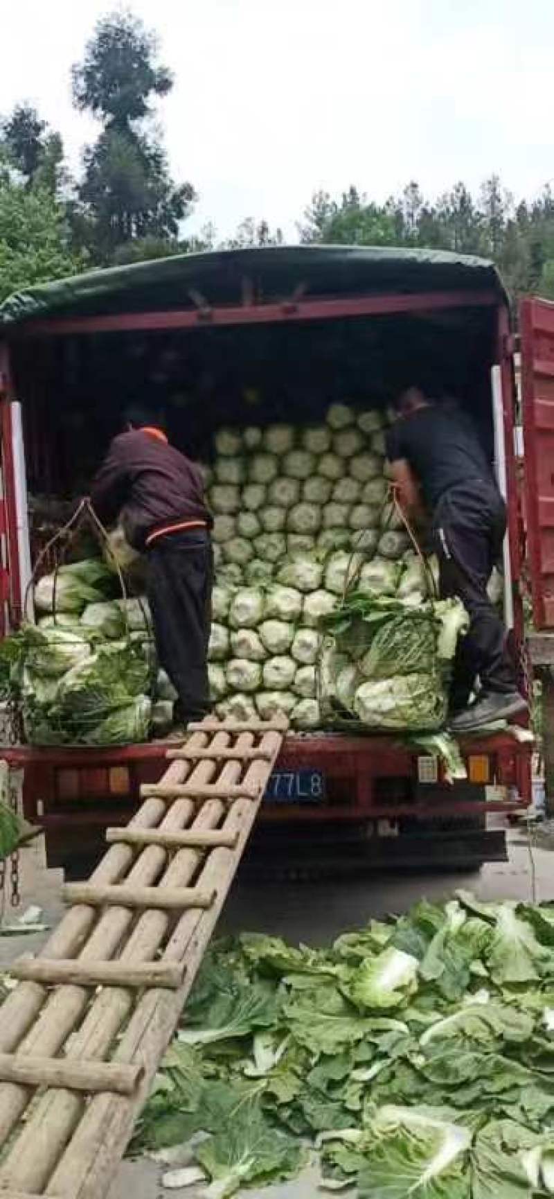 【热卖】精品湖北白菜，黄心白菜大量出售中，品质保证