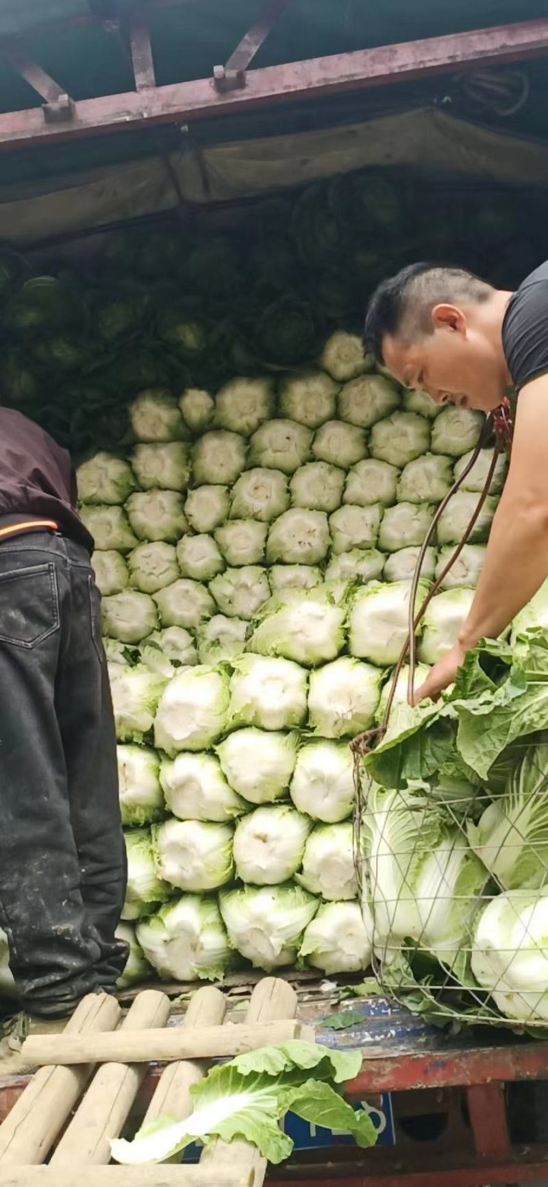 【热卖】精品湖北白菜，黄心白菜大量出售中，品质保证