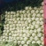 【热卖】精品湖北白菜，黄心白菜大量出售中，品质保证