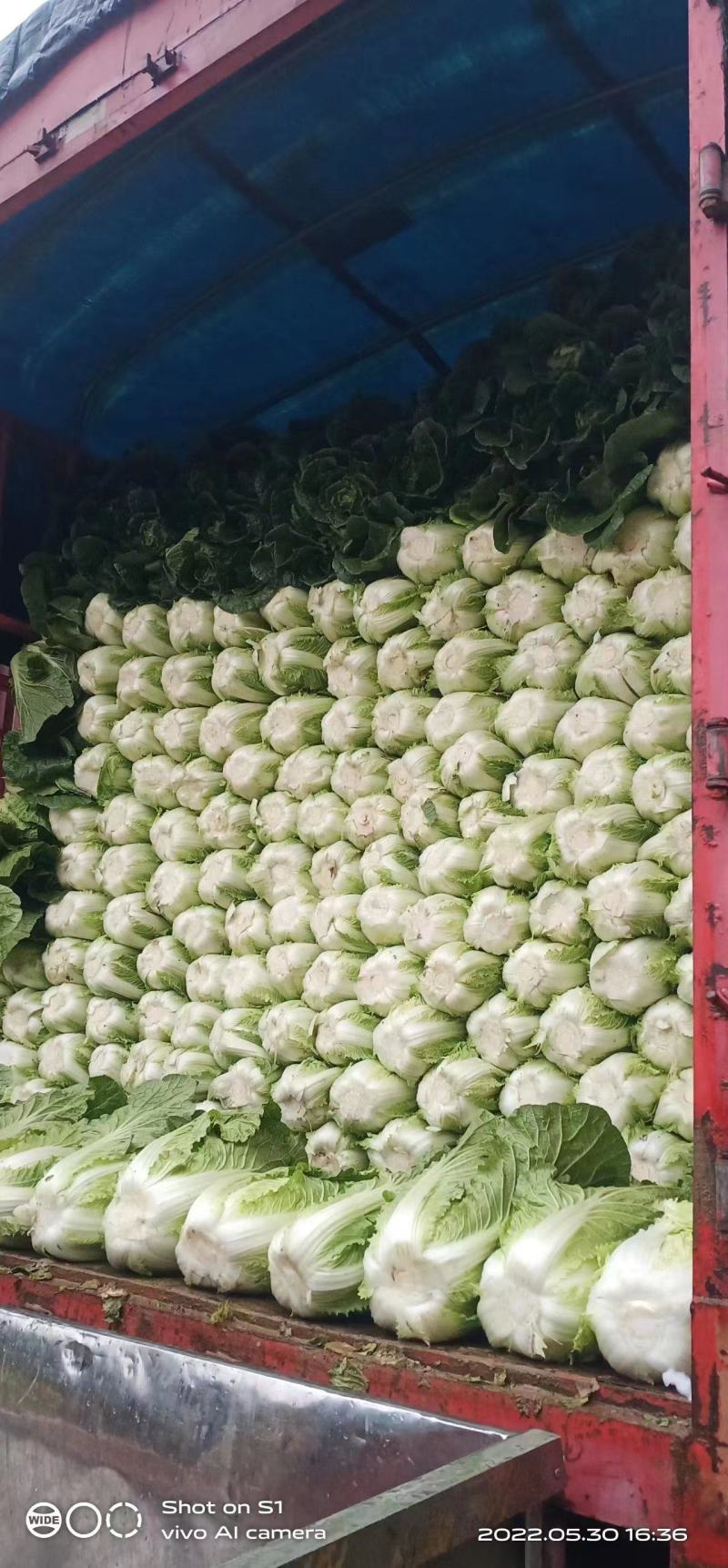 【热卖】精品湖北白菜，黄心白菜大量出售中，品质保证