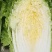 【热卖】精品湖北白菜，黄心白菜大量出售中，品质保证