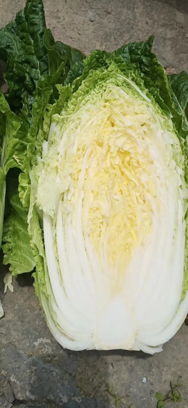 【热卖】精品湖北白菜，黄心白菜大量出售中，品质保证