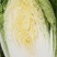 【热卖】精品湖北白菜，黄心白菜大量出售中，品质保证