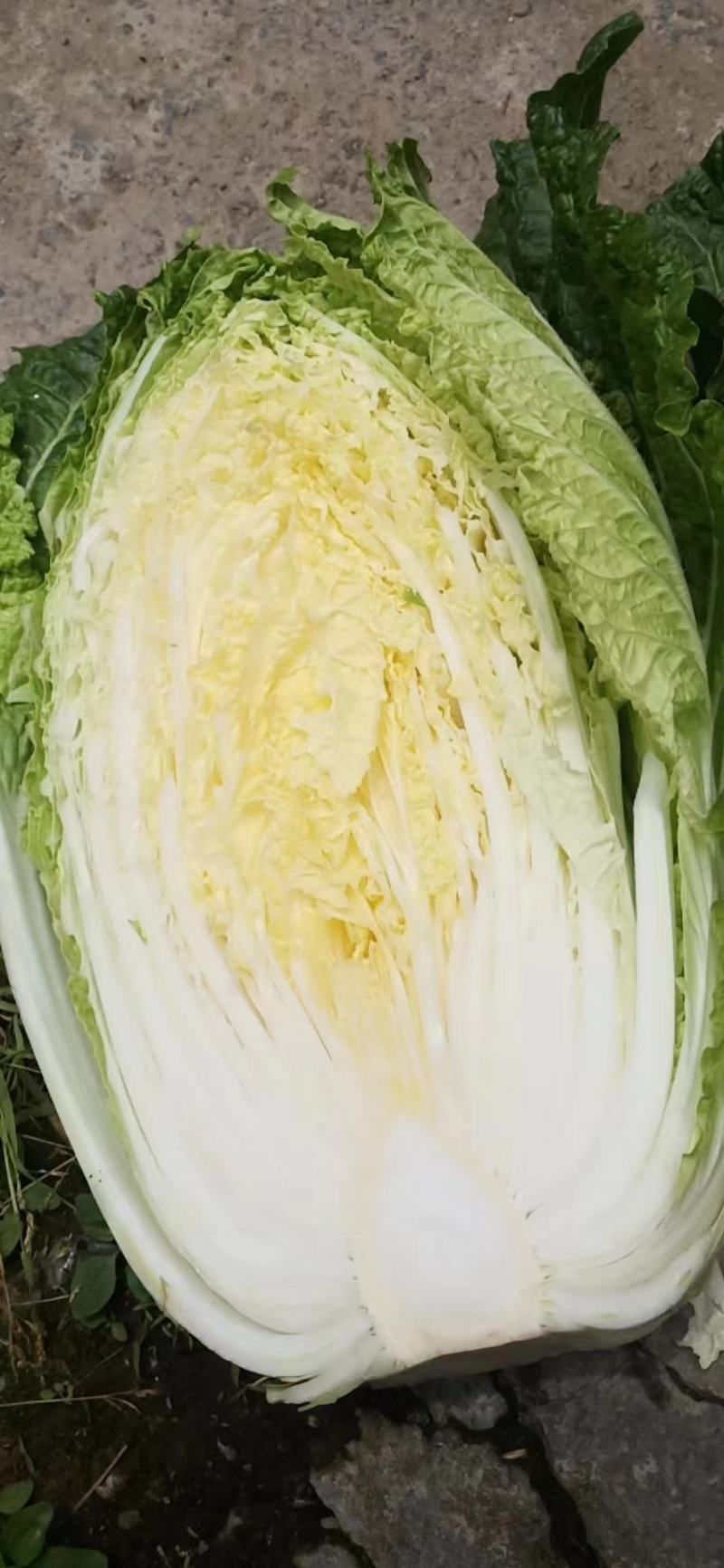 【热卖】精品湖北白菜，黄心白菜大量出售中，品质保证