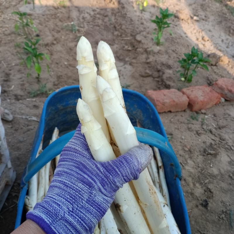 山东潍坊白芦笋大量上市中，支持电商超市