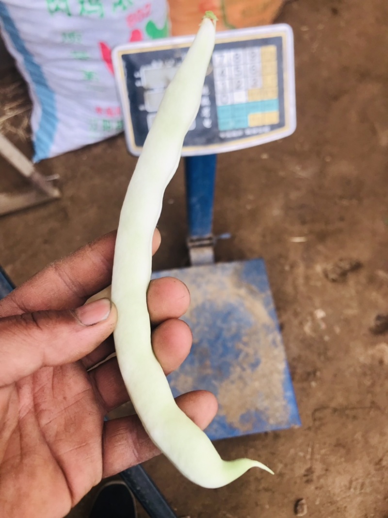 白芸豆白豆角精品芸豆白不老芸豆新开园