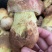 白葱牛肝菌