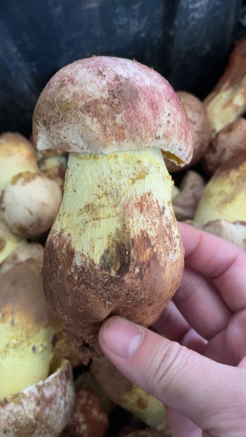 白葱牛肝菌