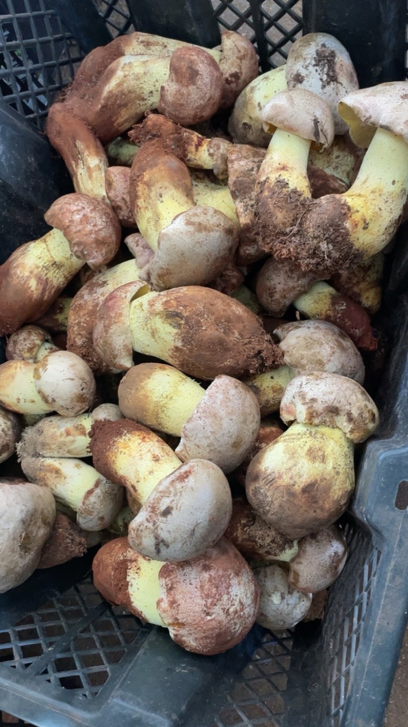 白葱牛肝菌