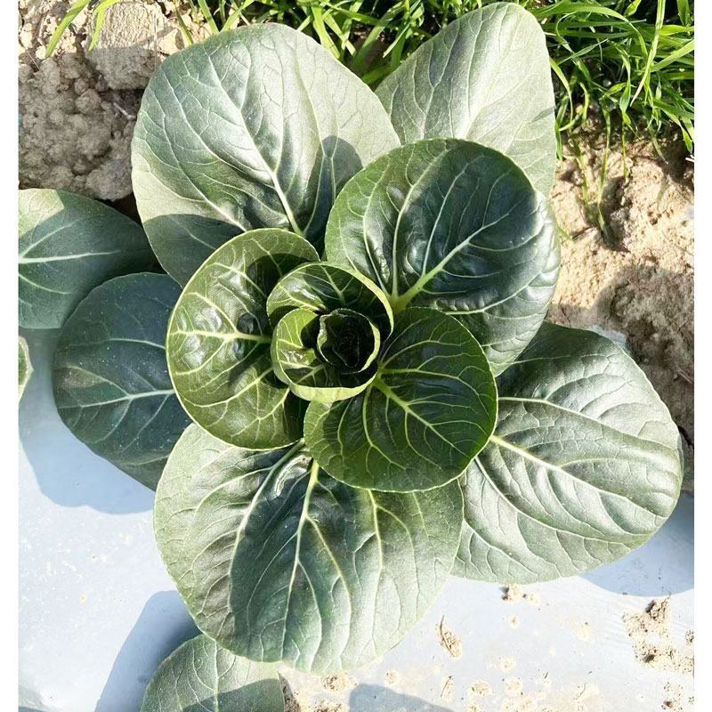 黑甜苏太湖菜苏州青种子耐寒矮脚苏州青种原装发货