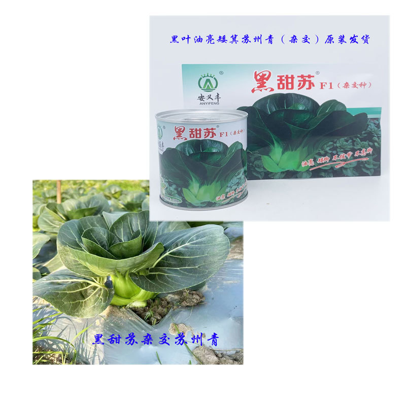 黑甜苏太湖菜苏州青种子耐寒矮脚苏州青种原装发货