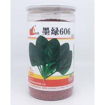 墨绿606耐热菠菜种子耐热黑圆叶红根抗病菠菜籽600克